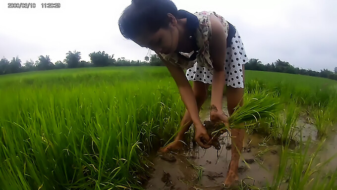 Hot Asian babe in the rice paddies