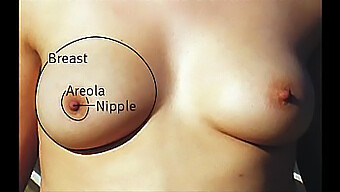 A Diverse Collection Of Breasts With Varying Sizes And Shapes